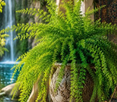 گیاه دم روباهی، راهنمای کامل نگهداری، نور، آبیاری و انتخاب بهترین فضا برای آن