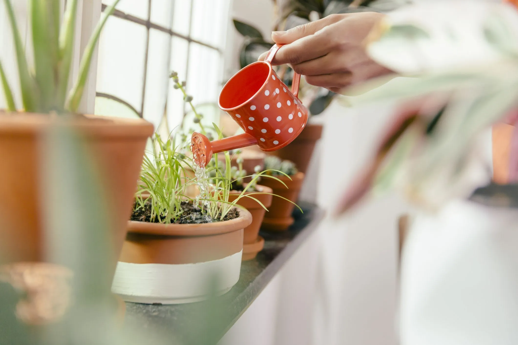 ۶ روش موثر برای تامین رطوبت گیاهان آپارتمانی
